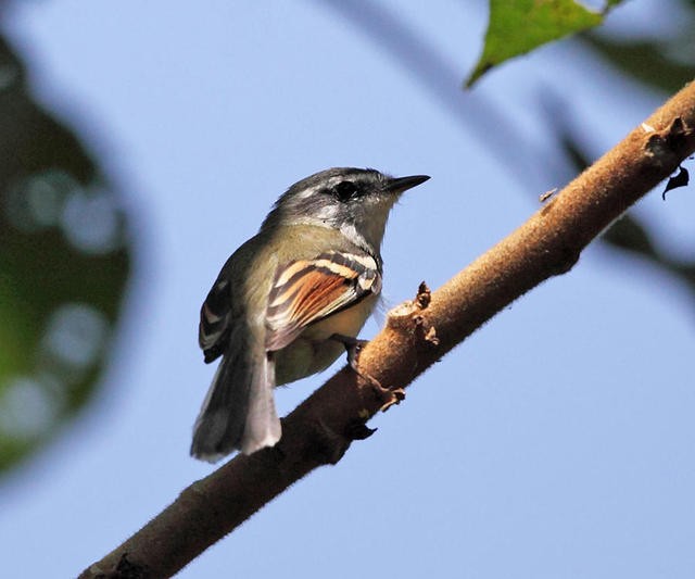 Tyranneau à ailes rousses - ML50931591