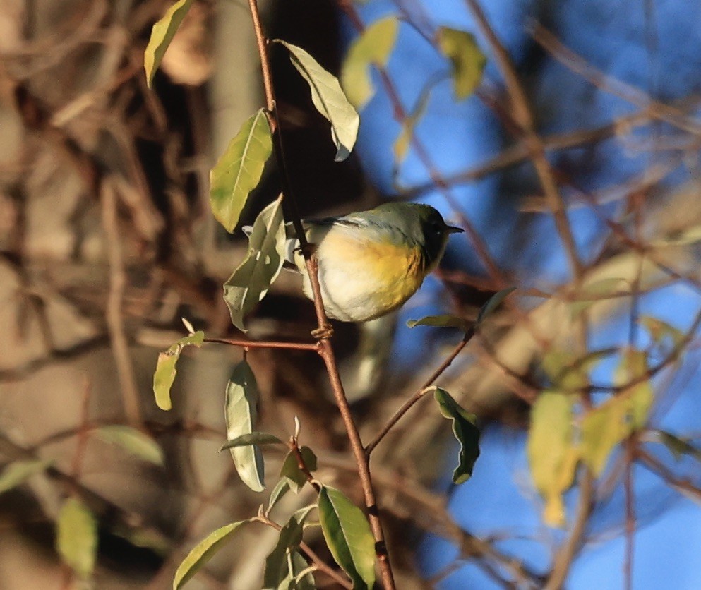 Northern Parula - Jon Wolfson