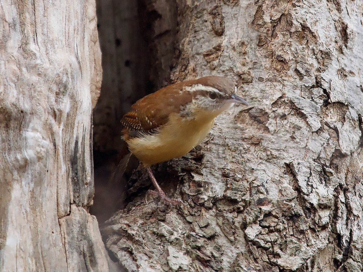 Carolina Wren - ML509317851