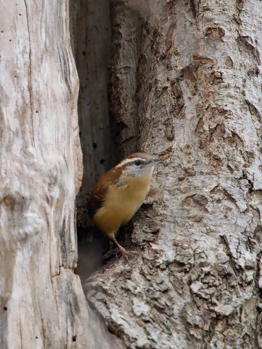 Carolina Wren - David McCartt