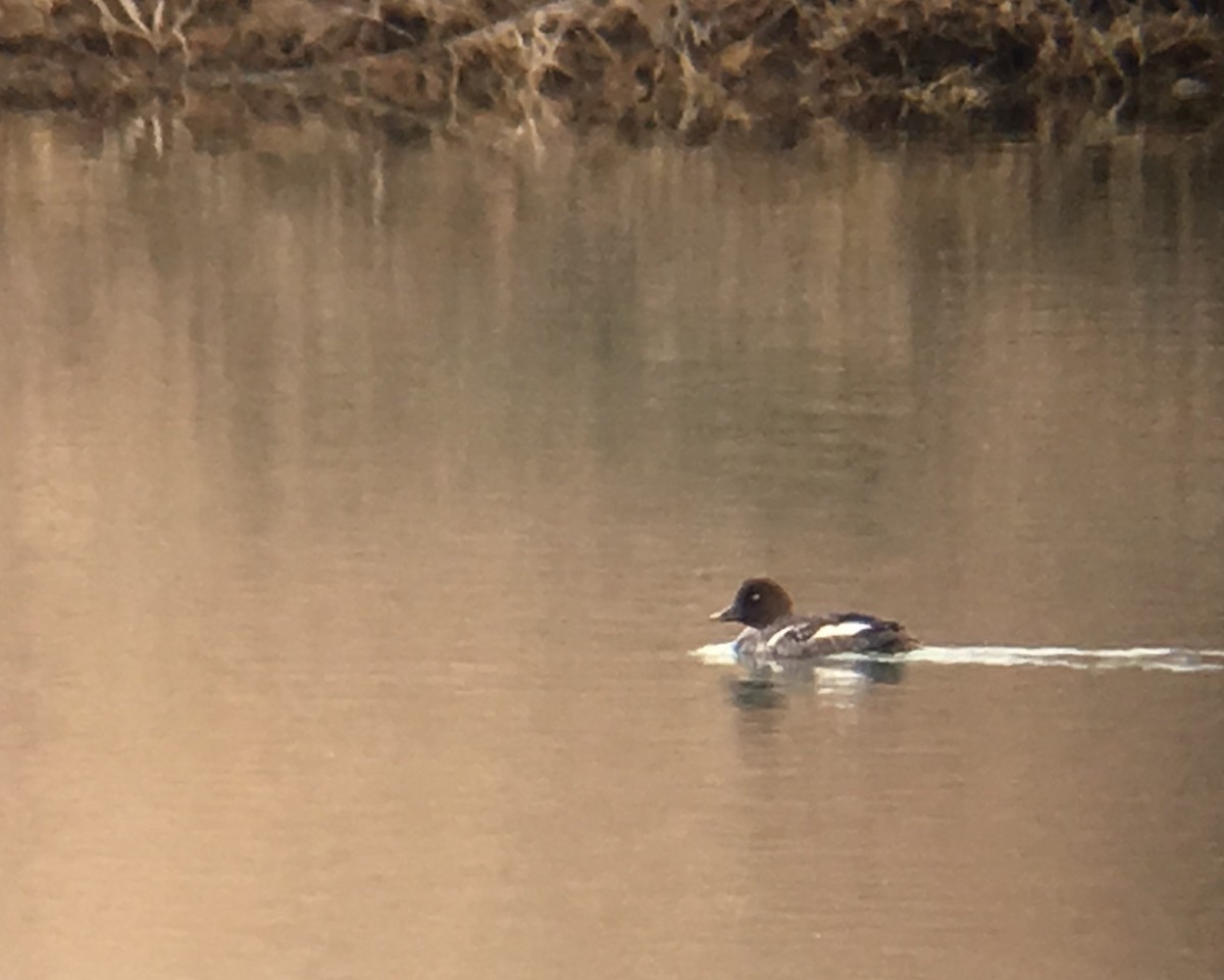 Common Goldeneye - ML50931821