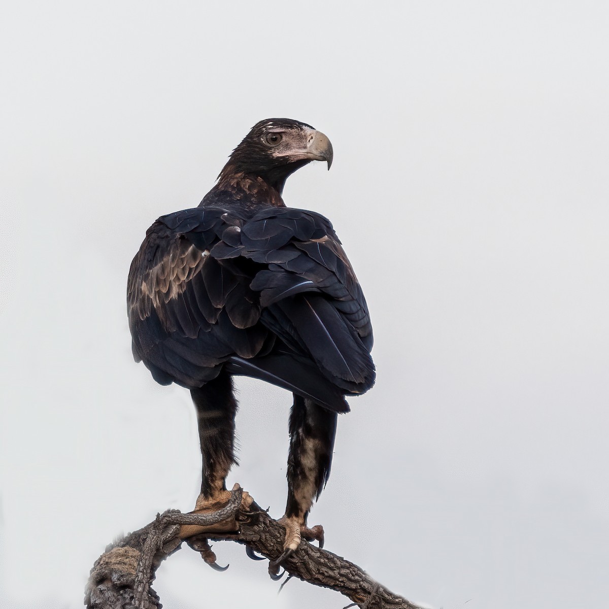 Wedge-tailed Eagle - Martine Stolk