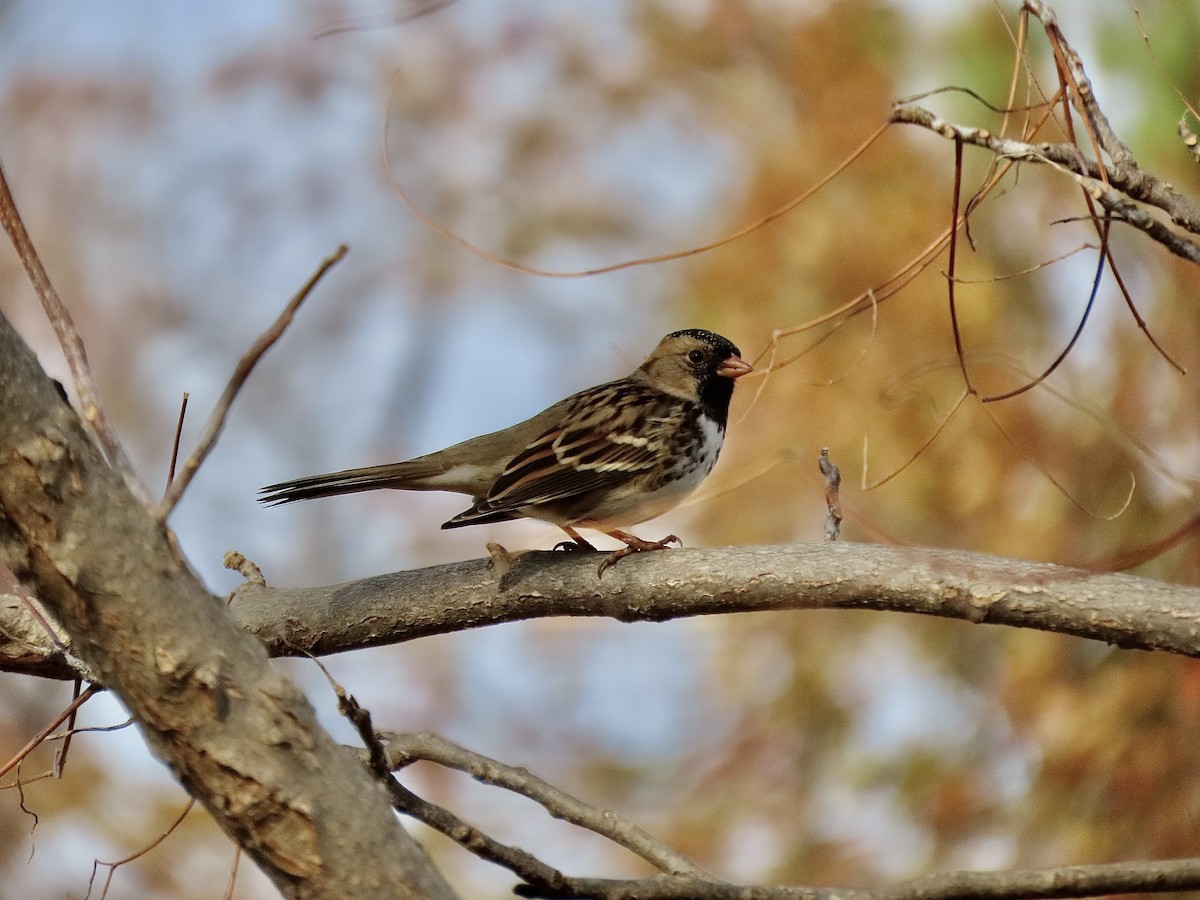 Harris's Sparrow - ML509320471