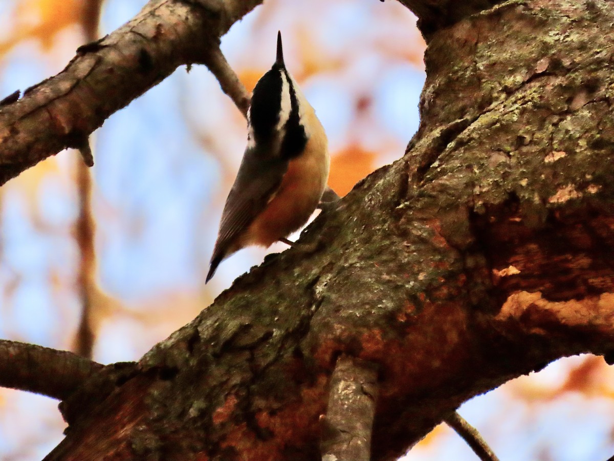 Red-breasted Nuthatch - ML509320521