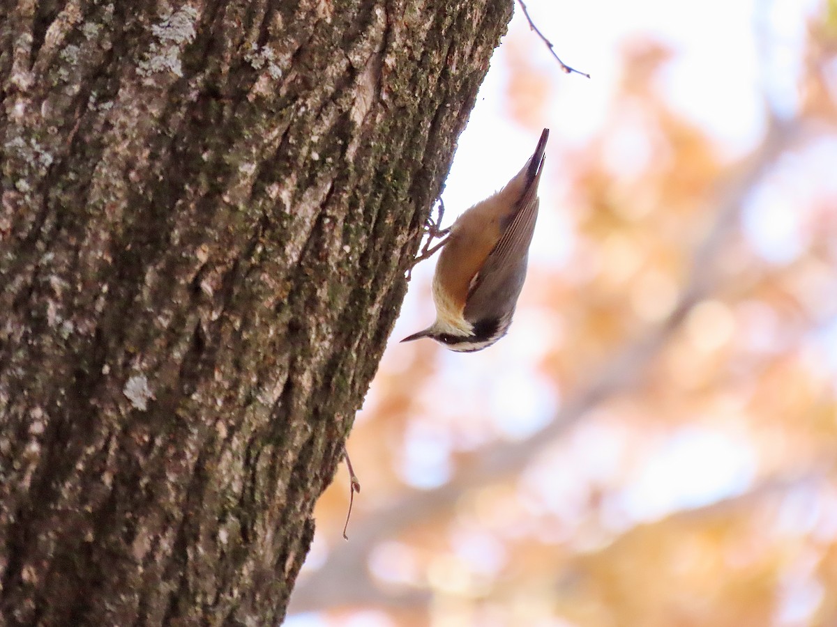 Red-breasted Nuthatch - ML509320601