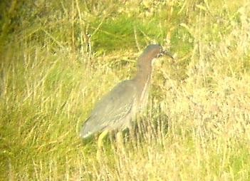 Green Heron - ML509321331