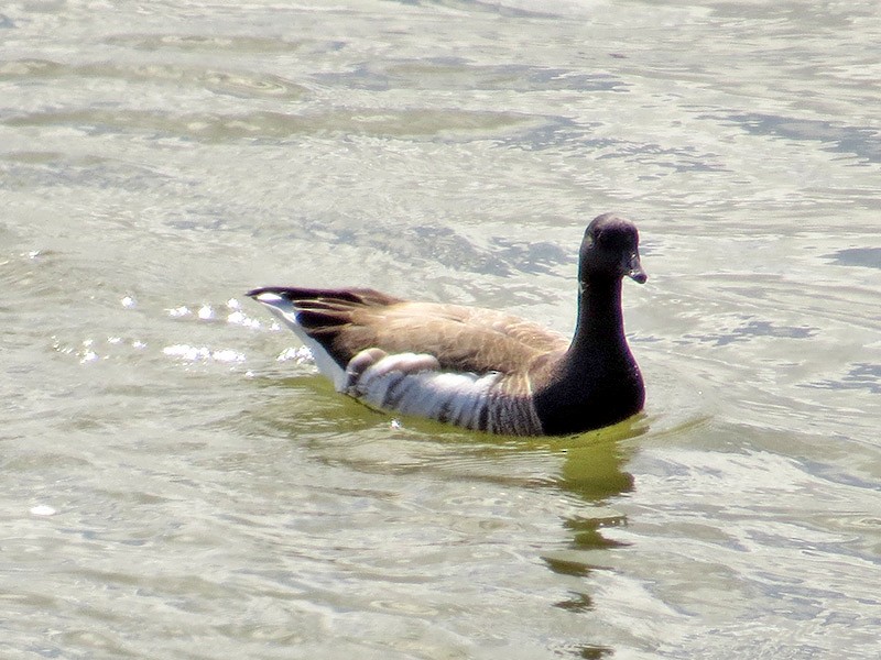 Brant - ML50932141