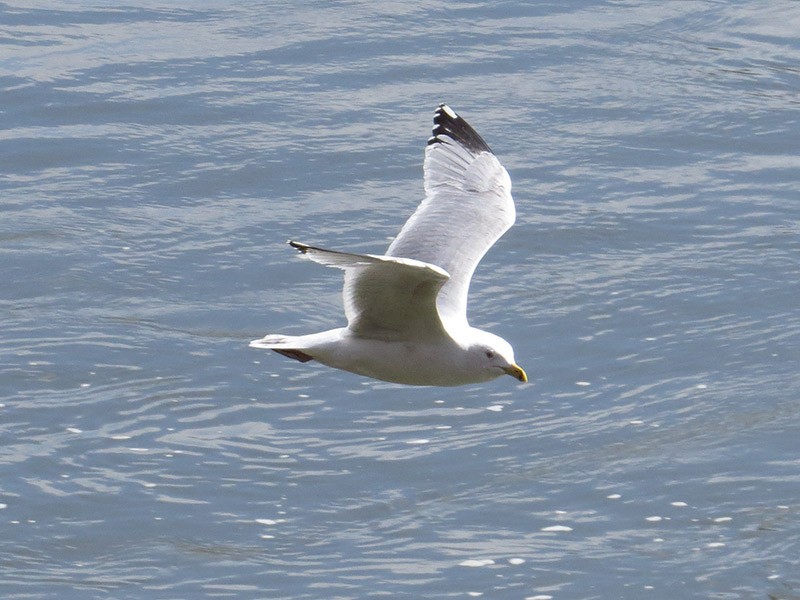 Ring-billed Gull - ML50932181