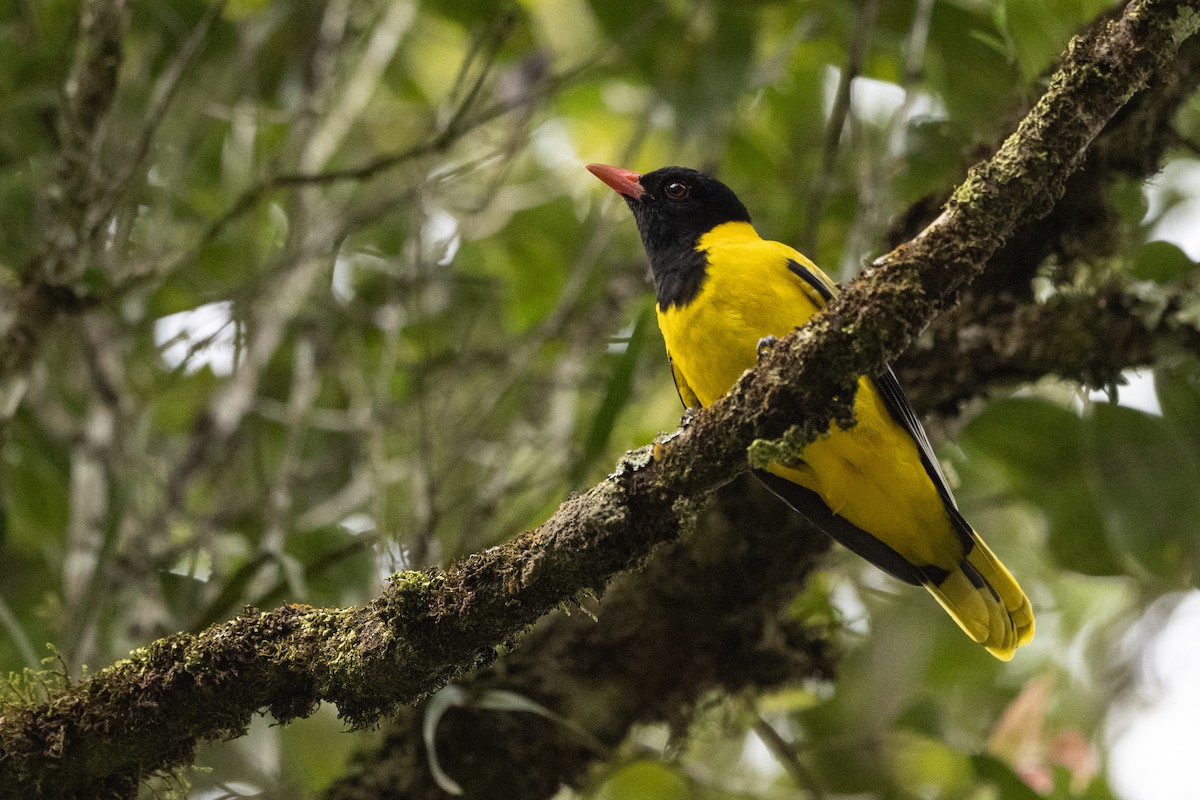 Black-tailed Oriole - Stephen Davies