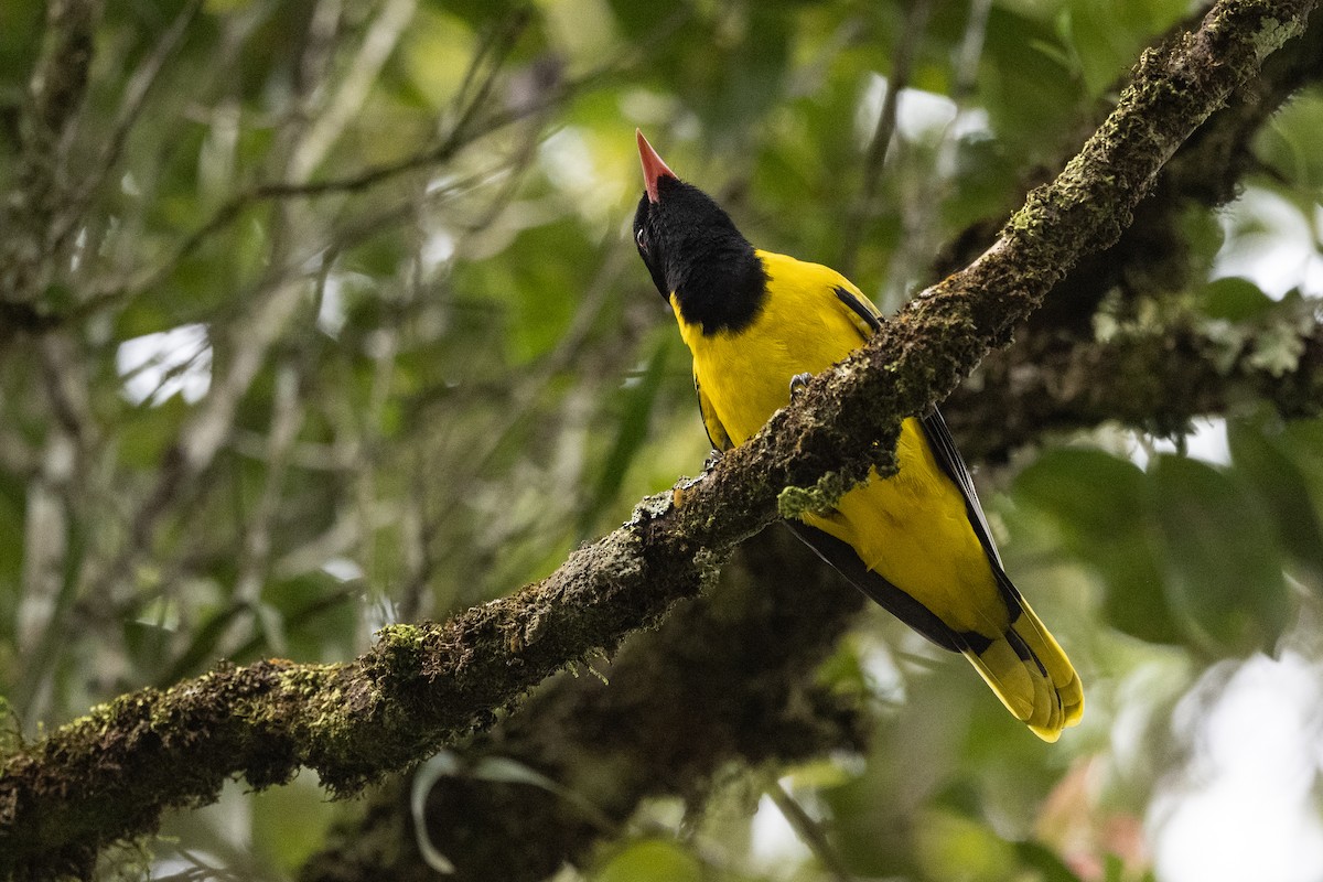 Black-tailed Oriole - Stephen Davies