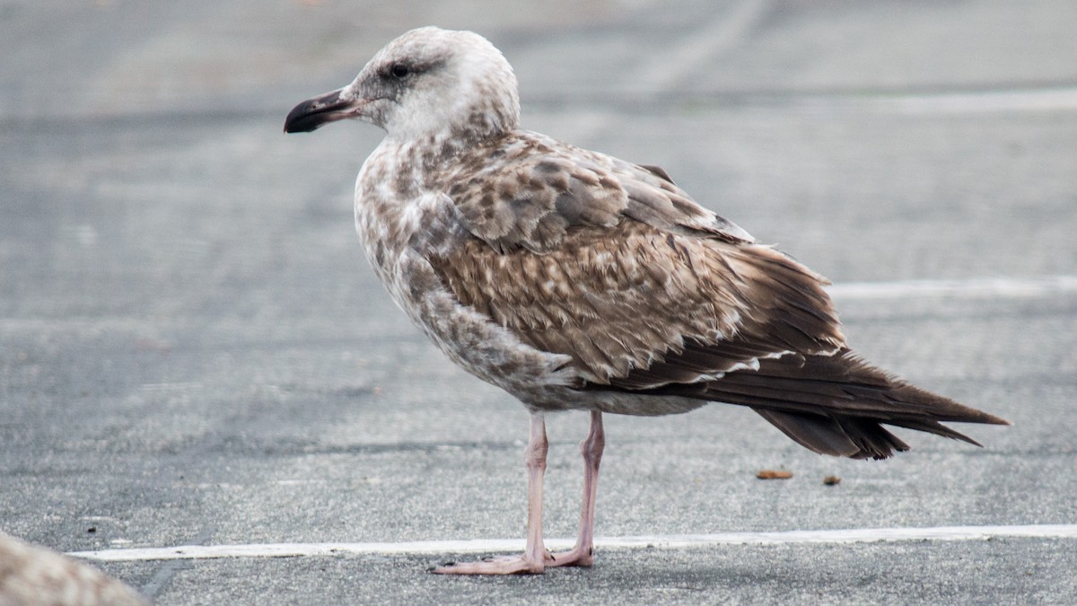 Goéland d'Audubon - ML50932301