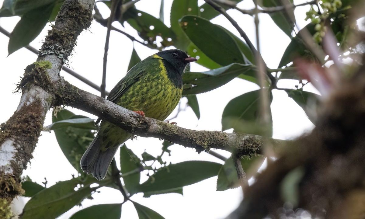 Green-and-black Fruiteater (Green-and-black) - ML509323131