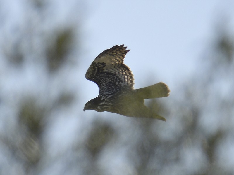 Red-tailed Hawk - ML509324621