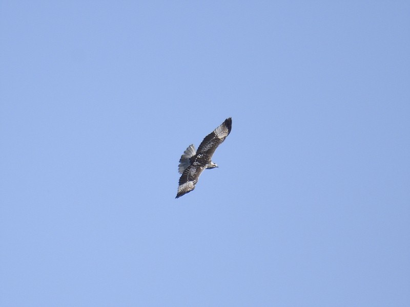 Red-tailed Hawk - ML509324631