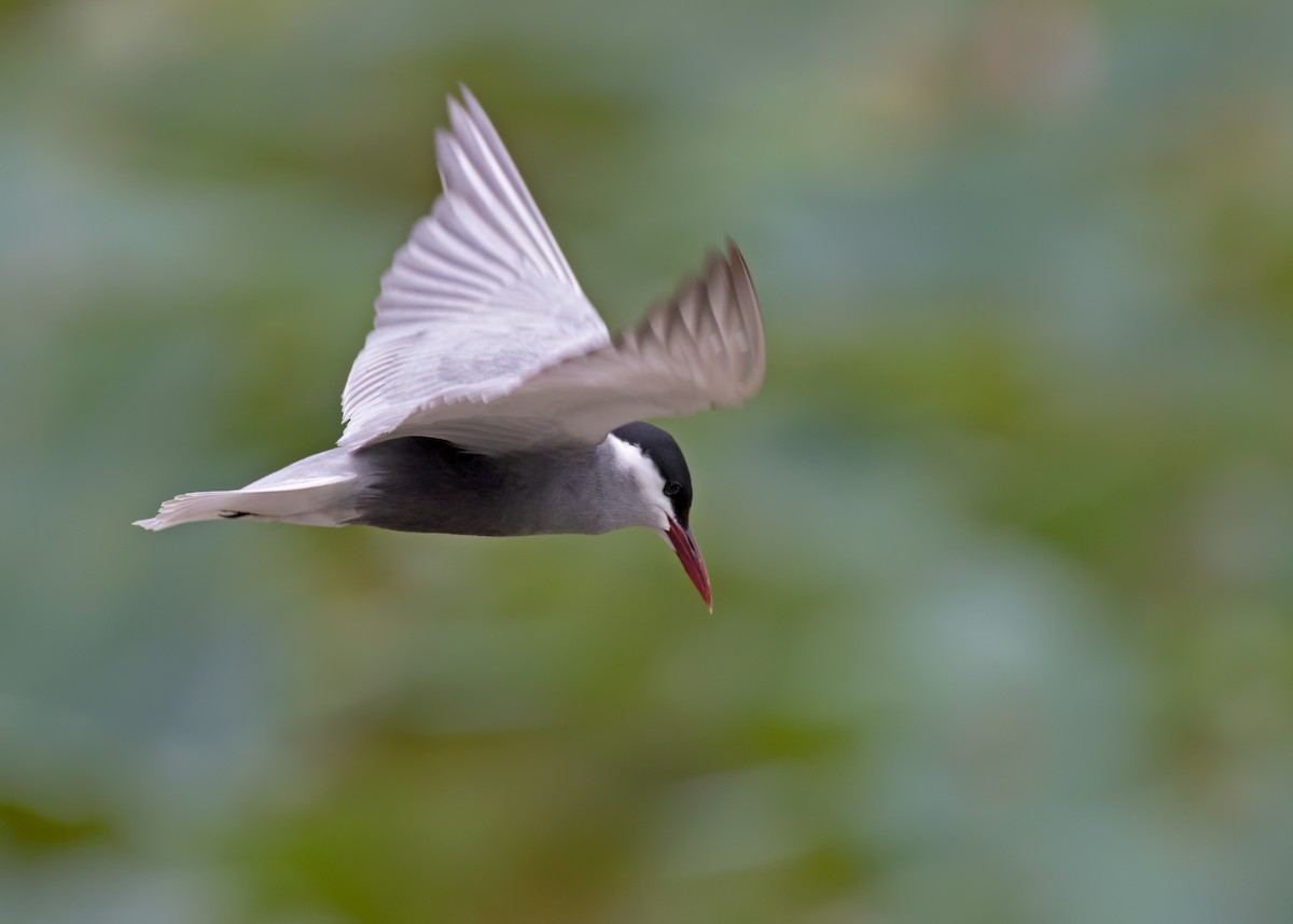 Whiskered Tern - ML509324691