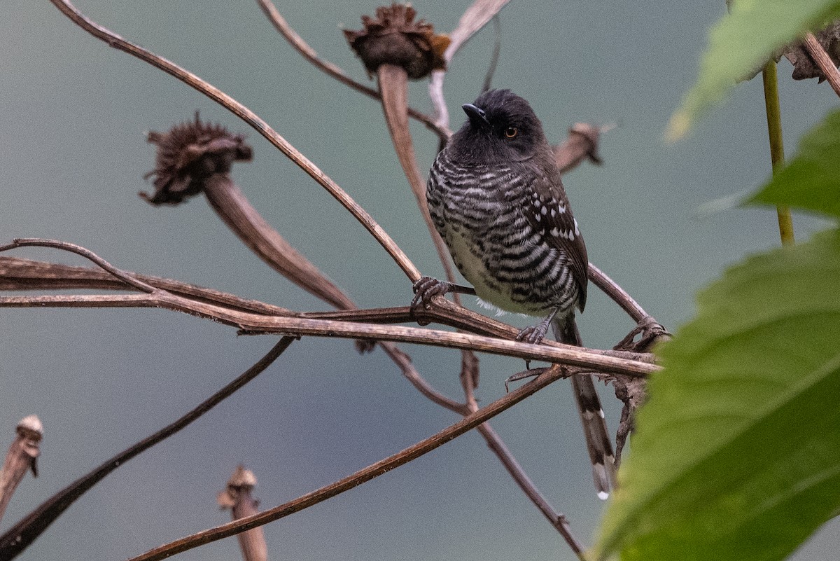 Banded Prinia - ML509324811