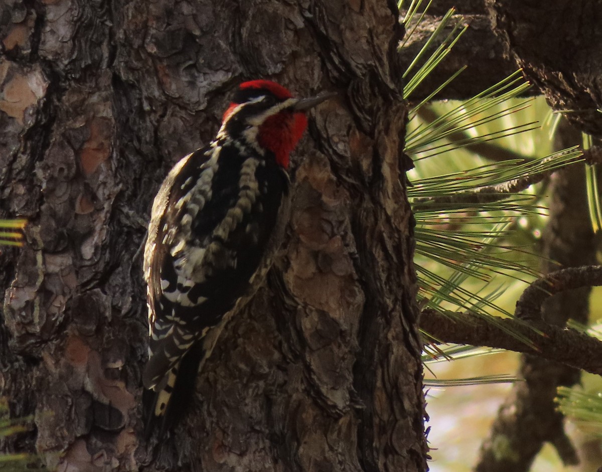 Red-naped Sapsucker - Mark Stevenson