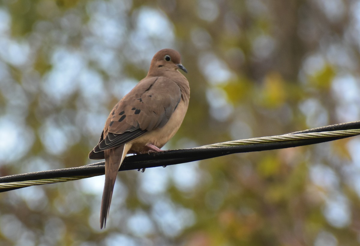 Mourning Dove - ML509327891