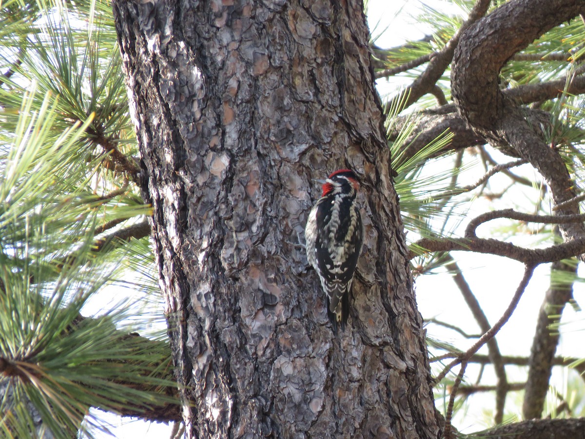 Red-naped Sapsucker - ML509327901