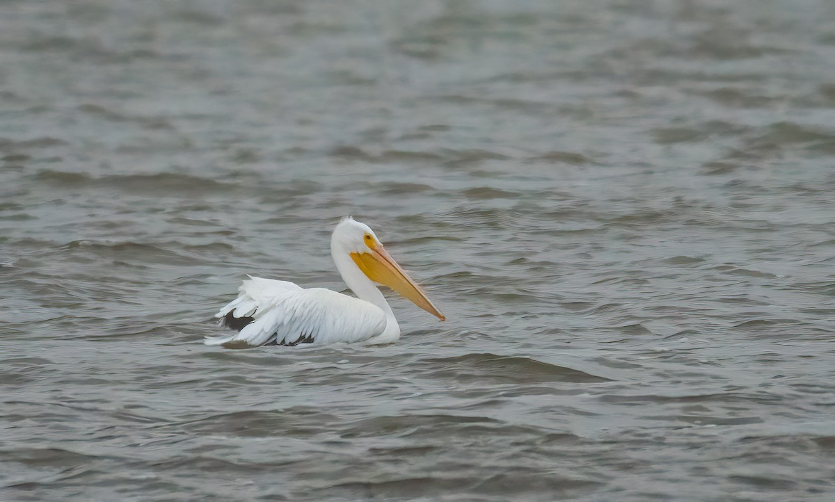 American White Pelican - ML509328111