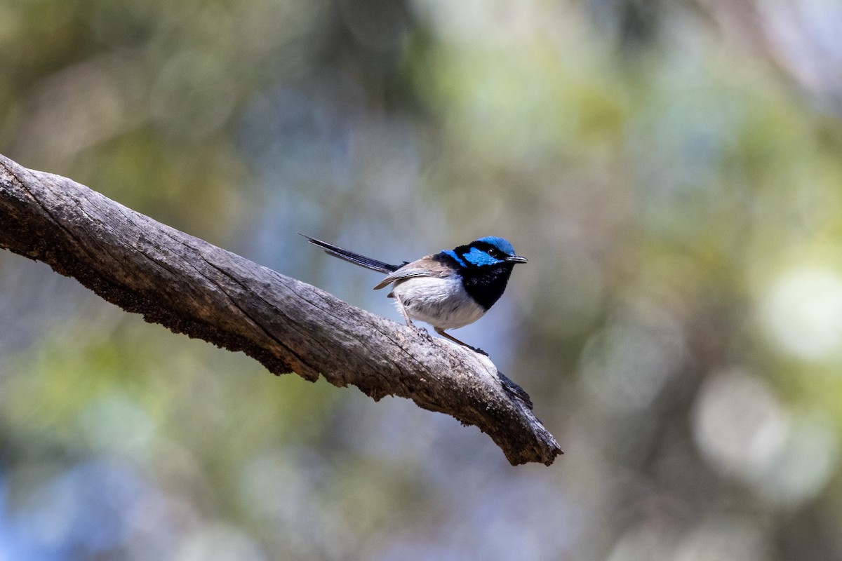 Superb Fairywren - Richard and Margaret Alcorn