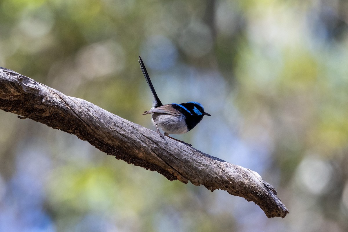 Superb Fairywren - Richard and Margaret Alcorn