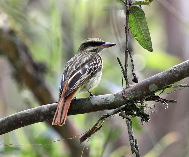 Streaked Flycatcher - ML50933051