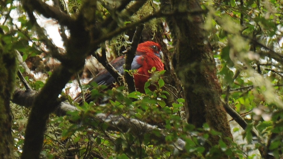 Crimson Rosella - Diana Flora Padron Novoa