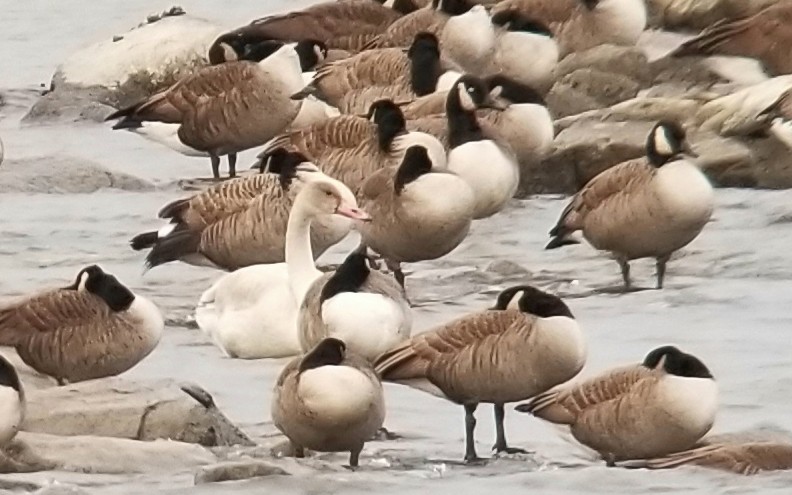 Cygne siffleur - ML509334541