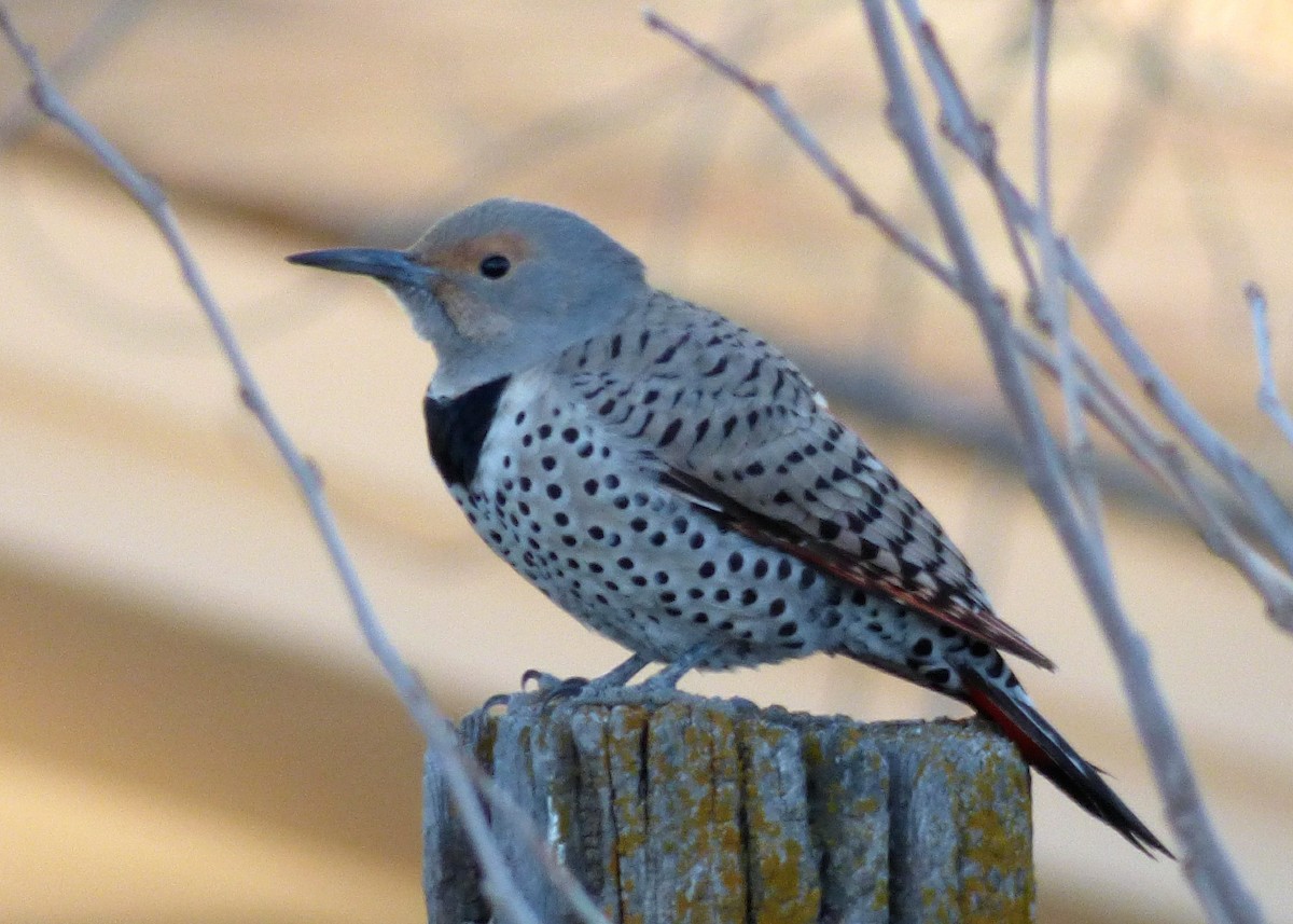 Northern Flicker (Red-shafted) - ML509335281