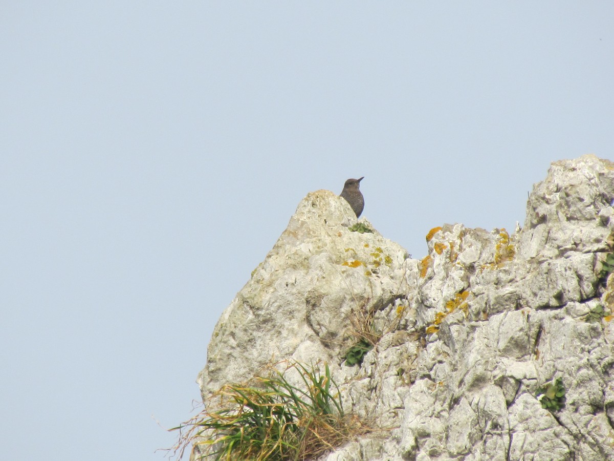 Blue Rock-Thrush - ML509335301