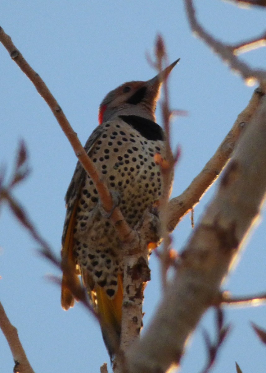 Northern Flicker (Yellow-shafted) - ML509335421