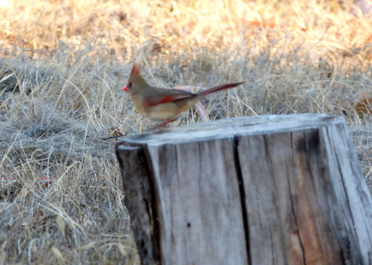 ショウジョウコウカンチョウ - ML509335601