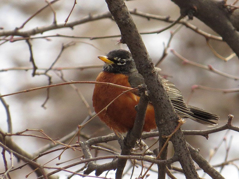 American Robin - ML50933601