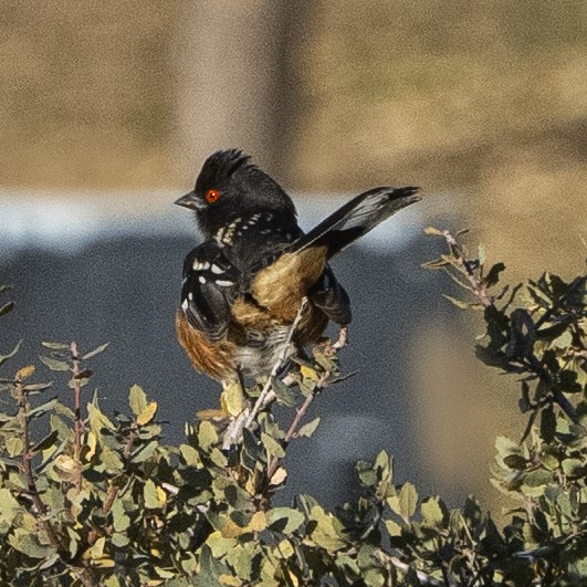 Spotted Towhee - ML509336351