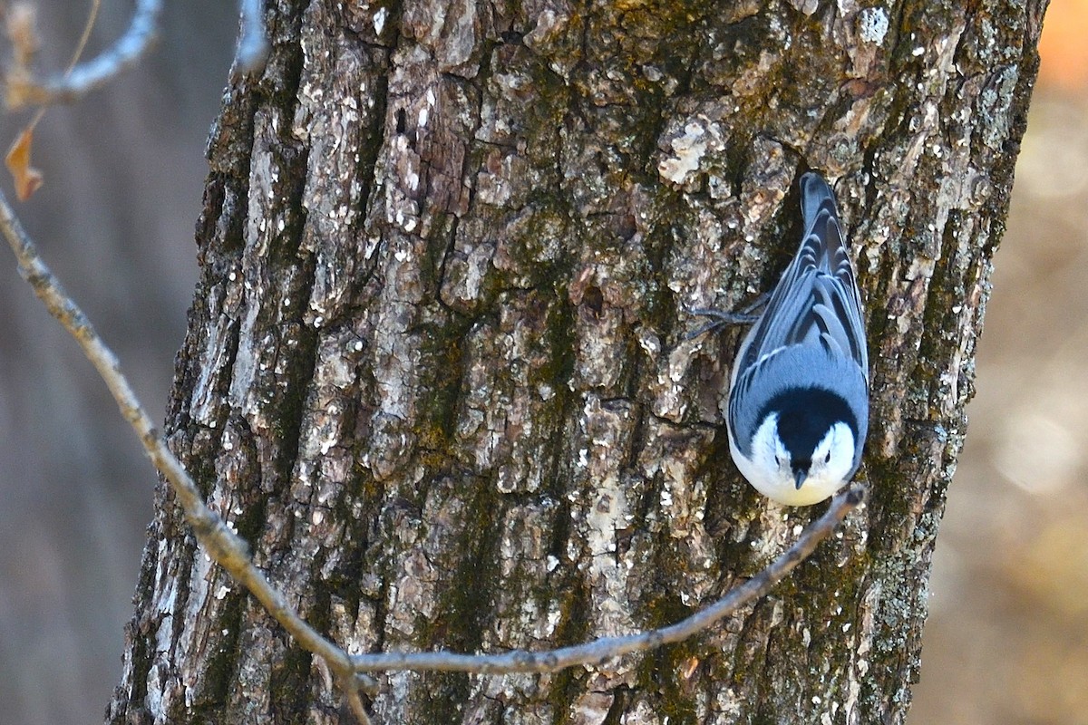 White-breasted Nuthatch (Eastern) - ML509337101
