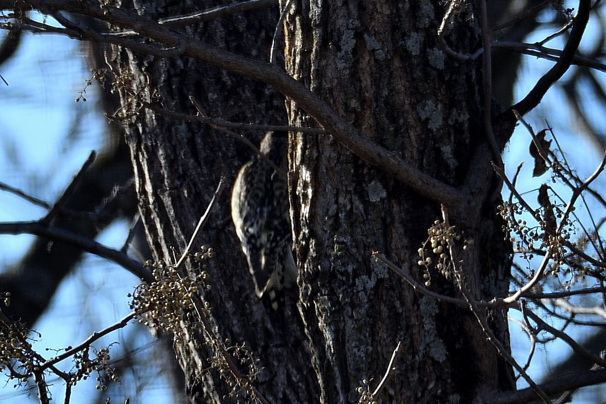 Yellow-bellied Sapsucker - ML509337841