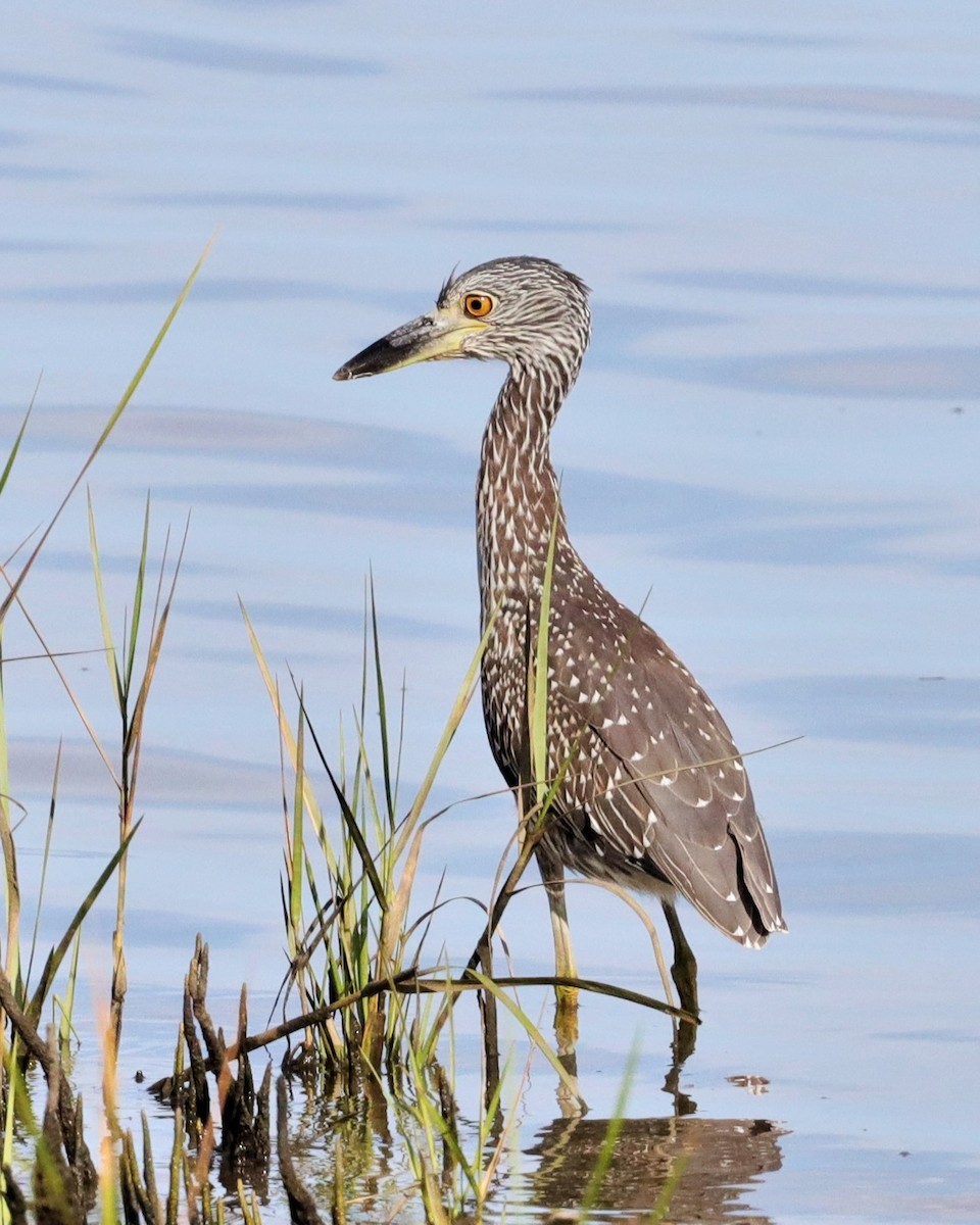 Yellow-crowned Night Heron - ML509338161