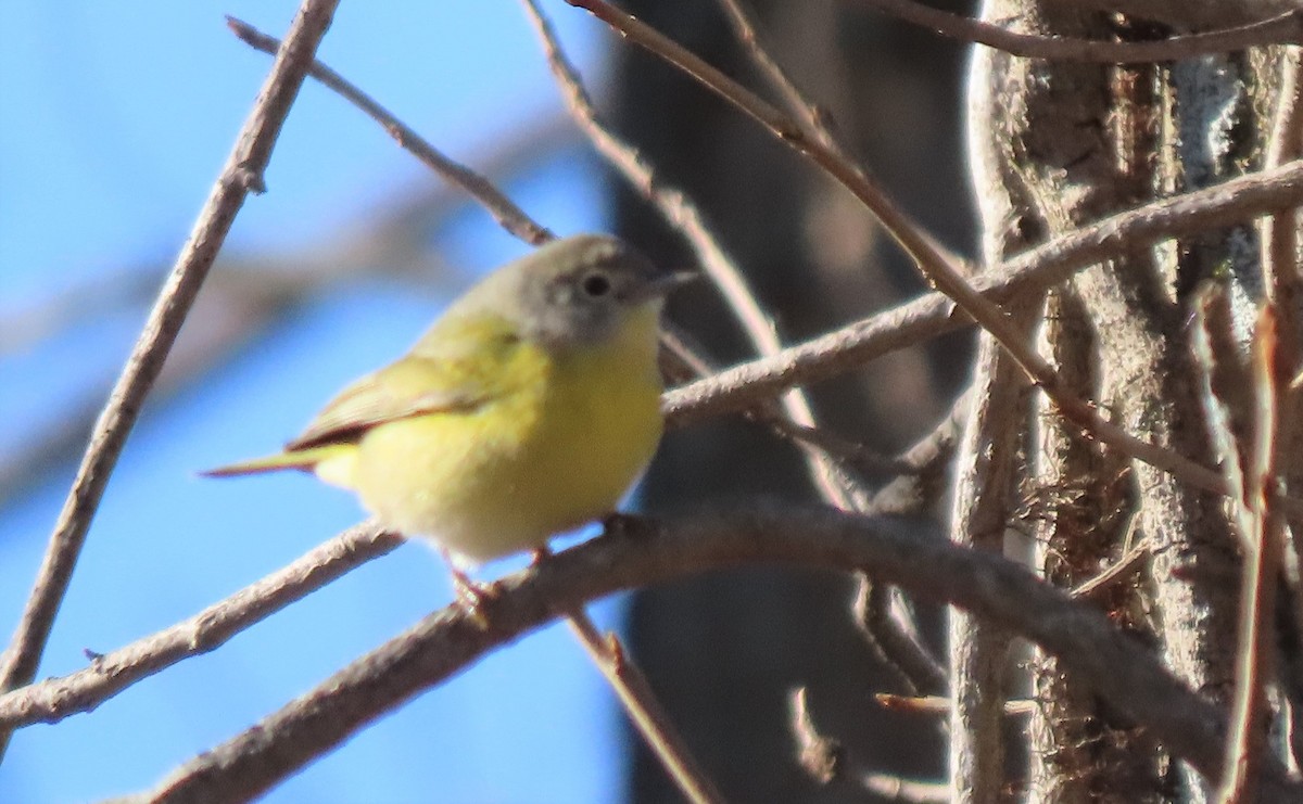 Nashville Warbler - ML509339631