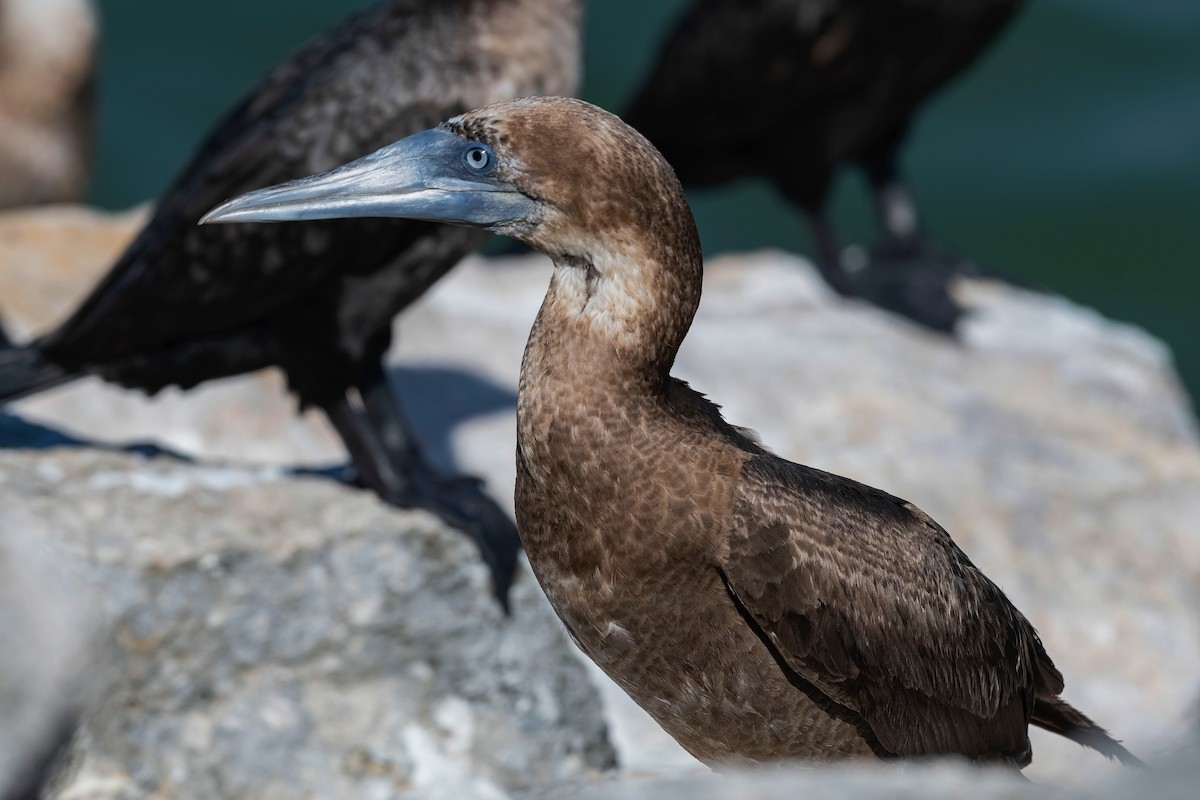 Brown Booby - ML509341311