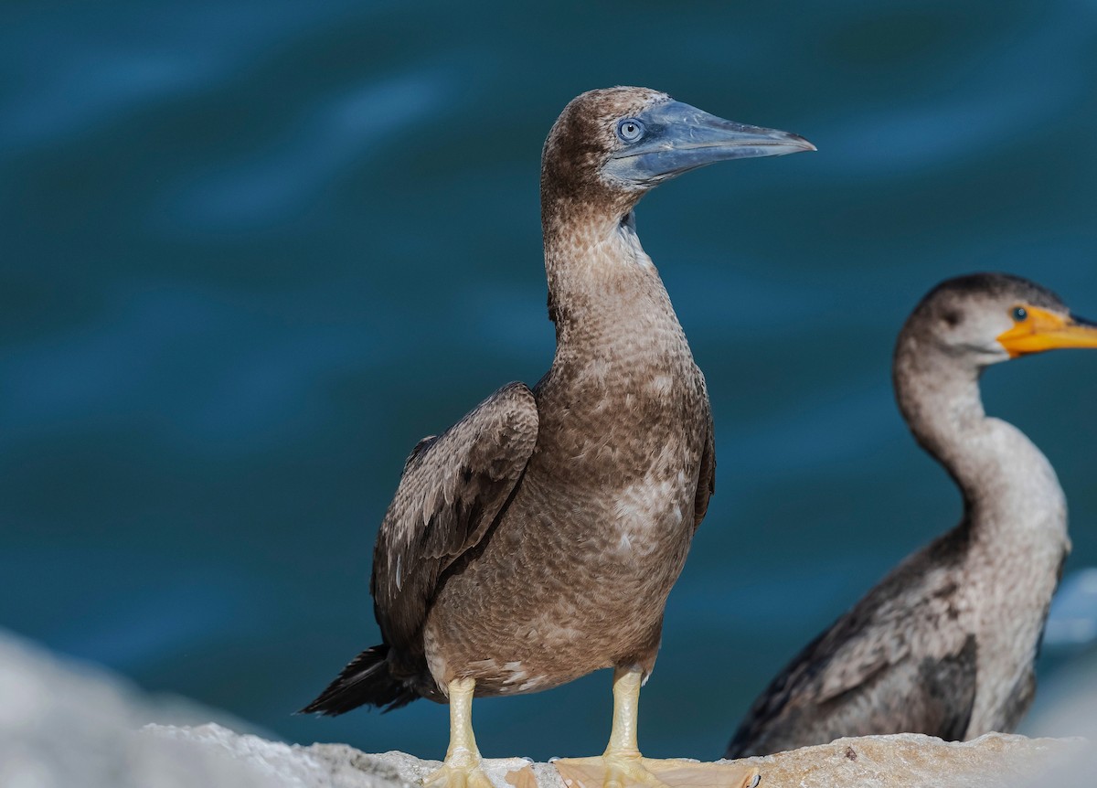 Brown Booby - ML509341331