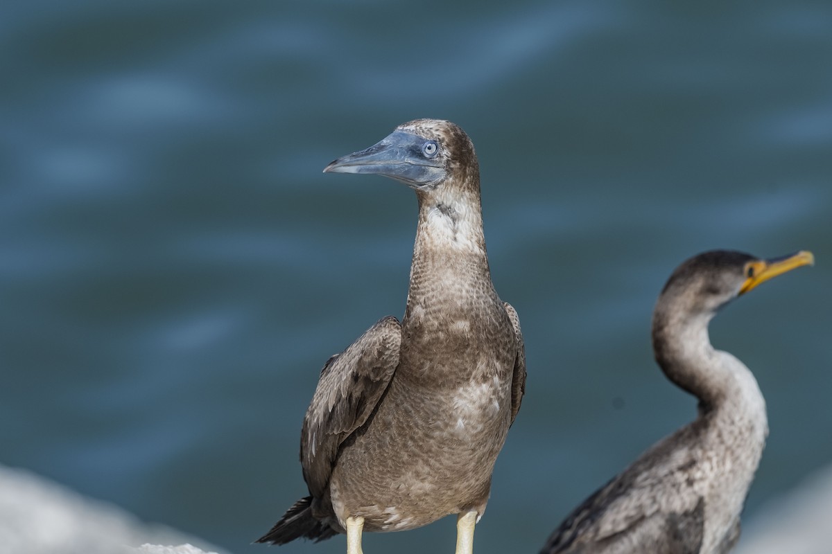 Brown Booby - ML509341341