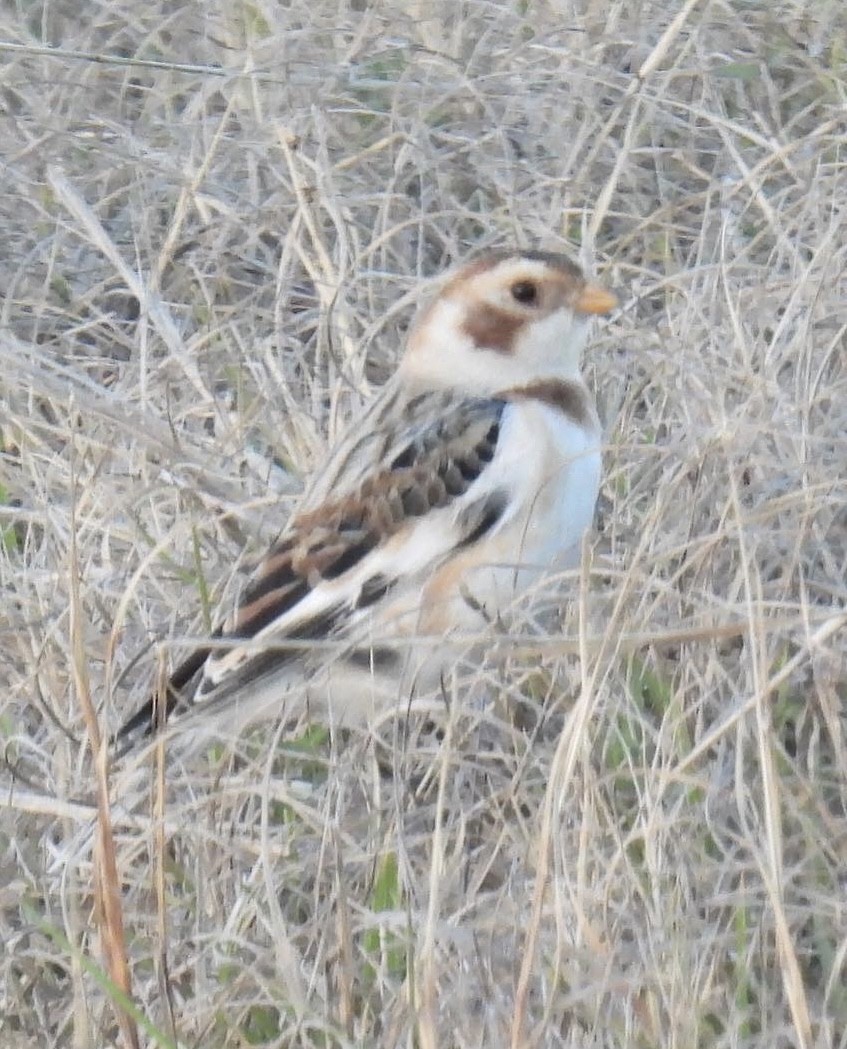 Snow Bunting - ML509342151