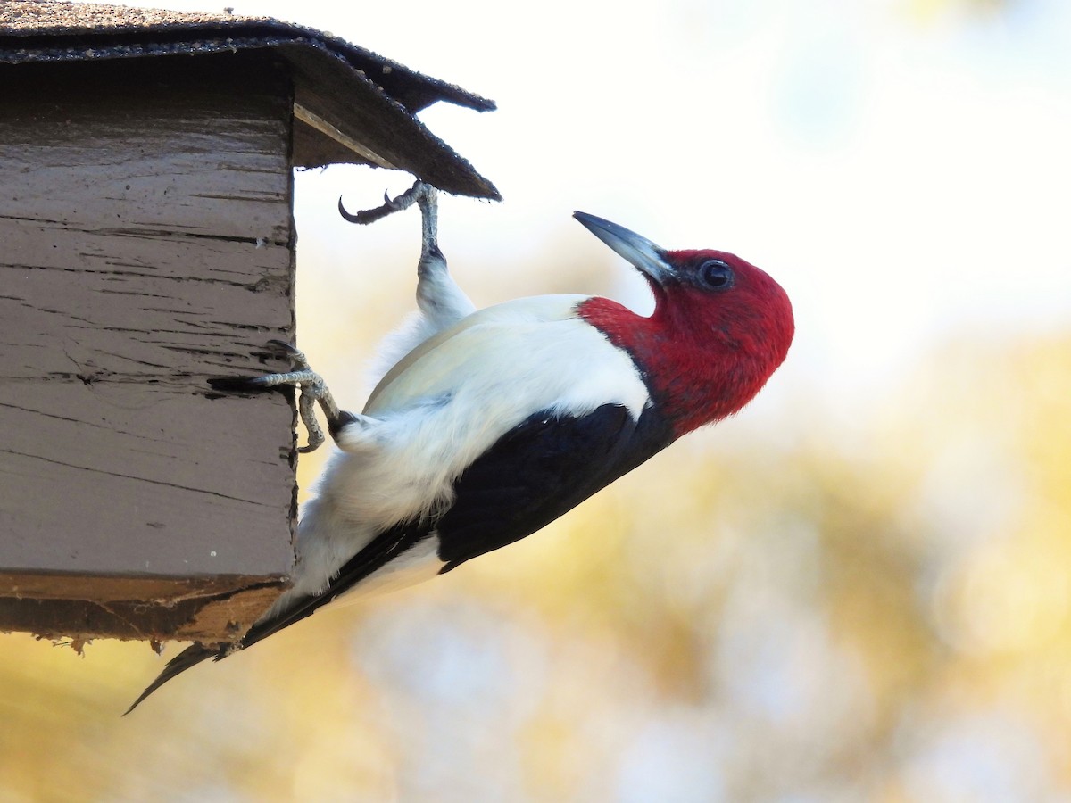 Red-headed Woodpecker - S. K.  Jones