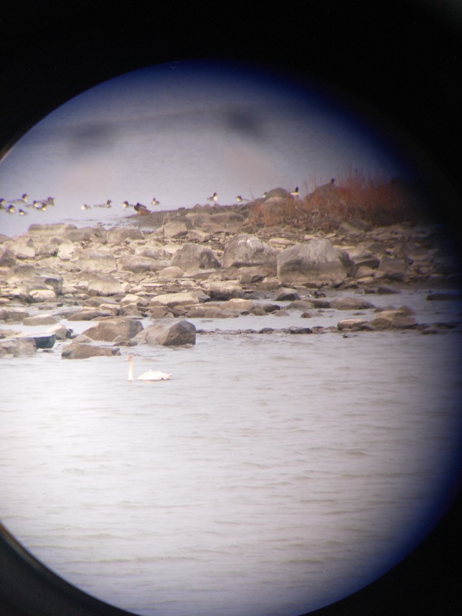 Tundra Swan - ML509343611