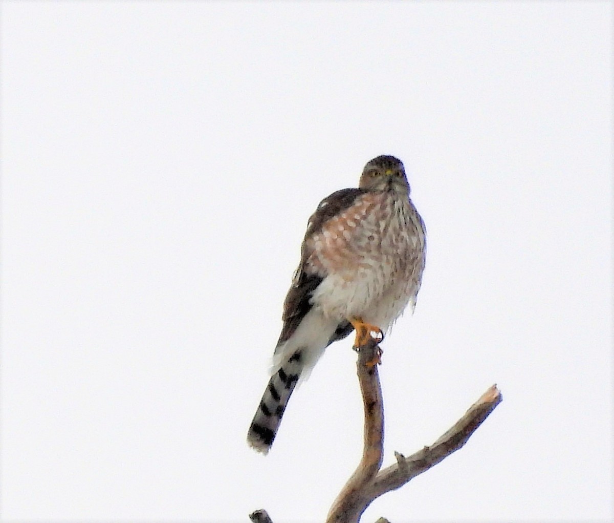 Sharp-shinned Hawk - ML509344381