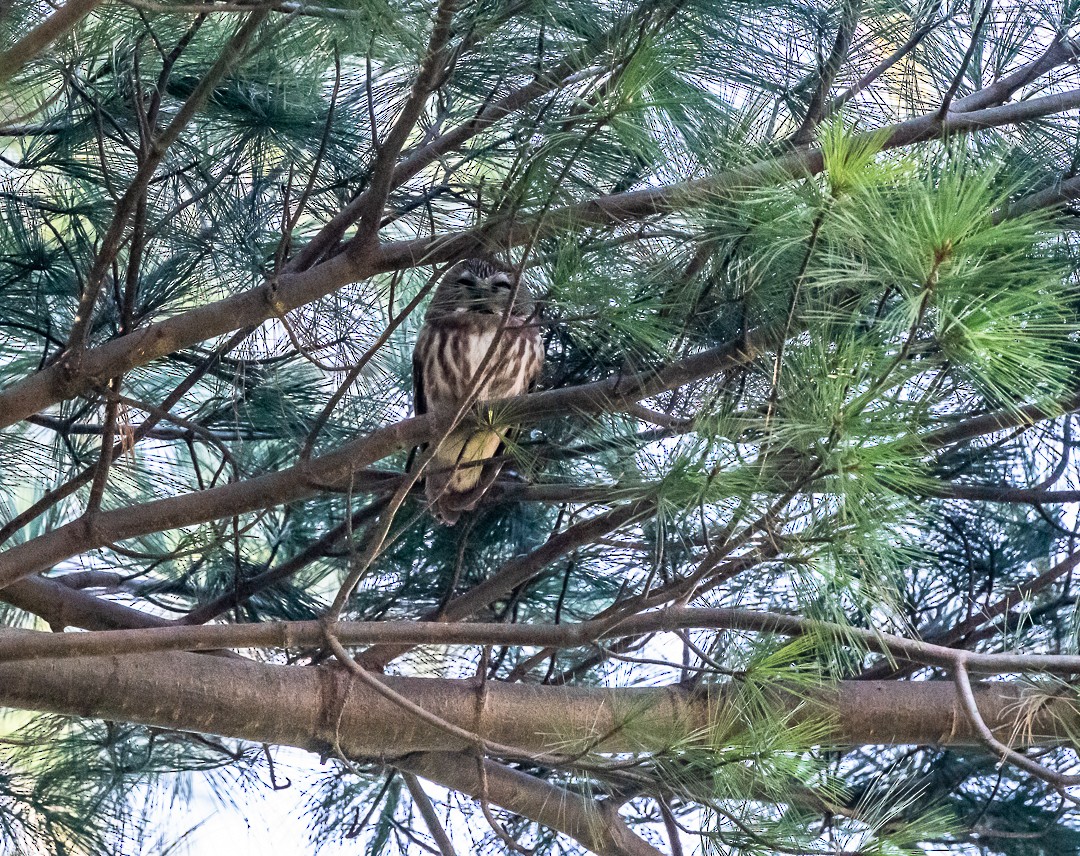 Northern Saw-whet Owl - Daniel PICARD