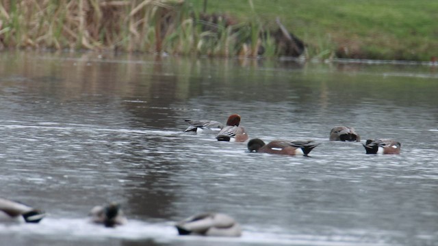 Eurasian Wigeon - ML509347421