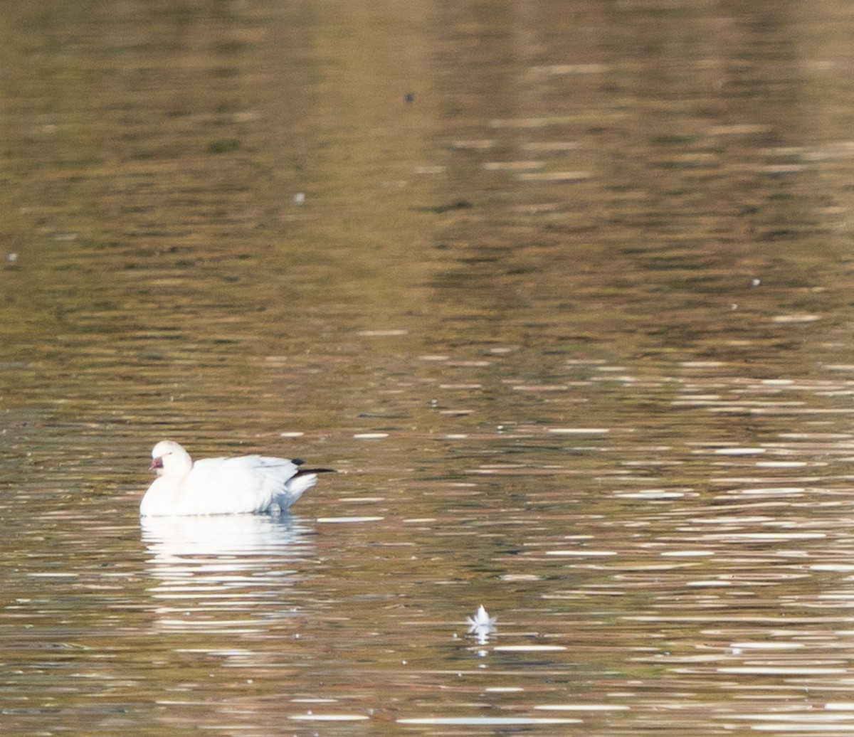 Snow Goose - ML509348191