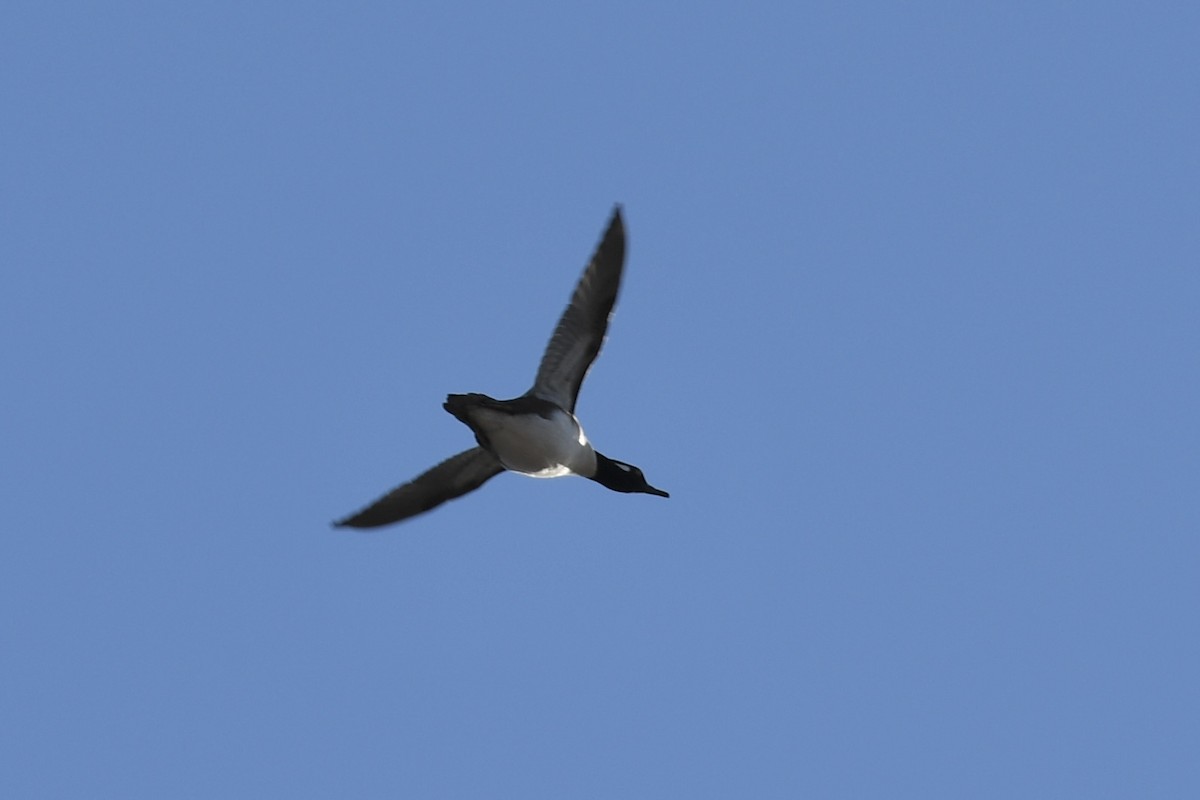 Hooded Merganser - ML509349491